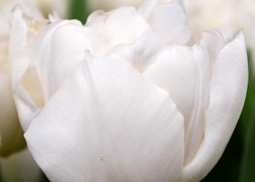 Tulipa Northcap ® (4)